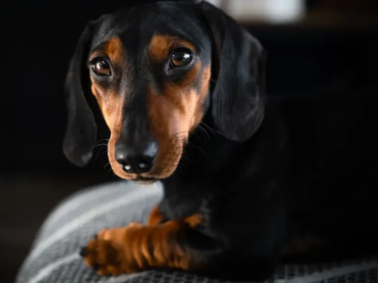 Black and tan Dachshund portrait