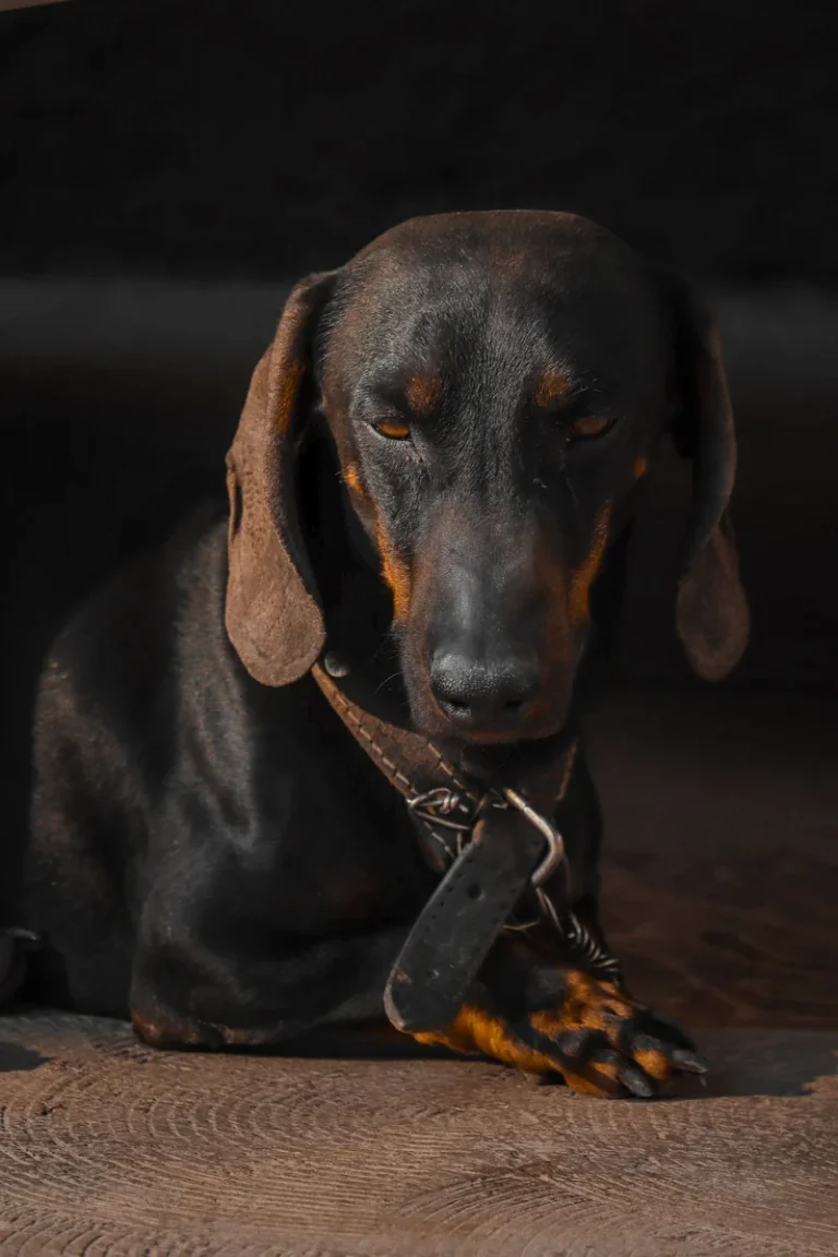 Dachshund portrait looking at the camera