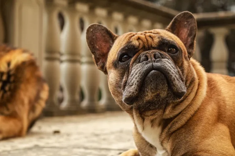French Bulldog close-up looking at the camera