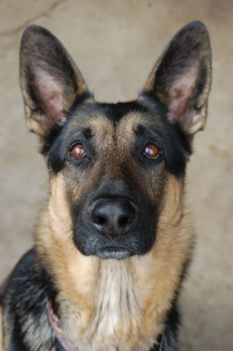 German Shepherd portrait looking at the camera