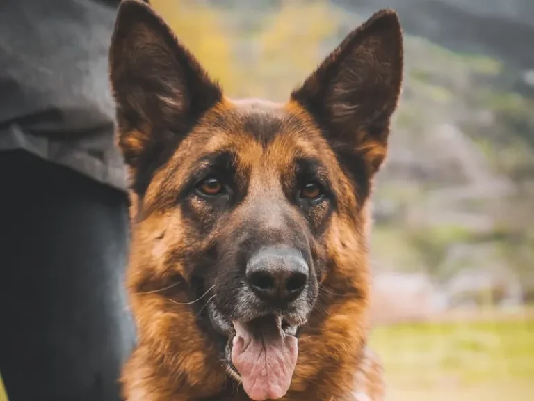 German Shepherd portrait with mountain backdrop