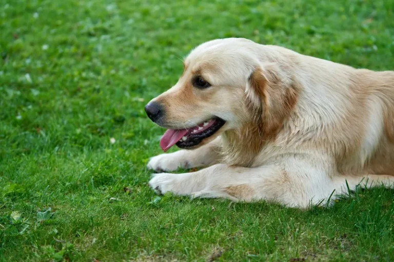 Golden Retriever lying on grass