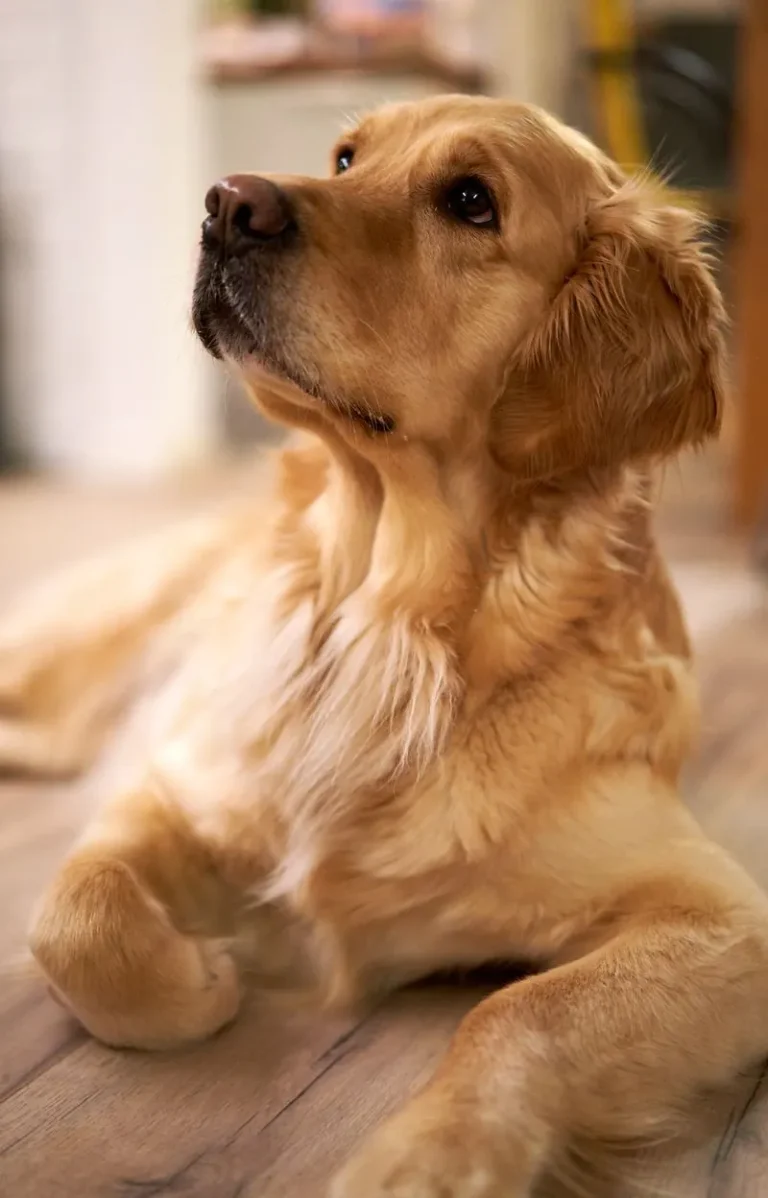 Golden Retriever lying on a wooden floor at home