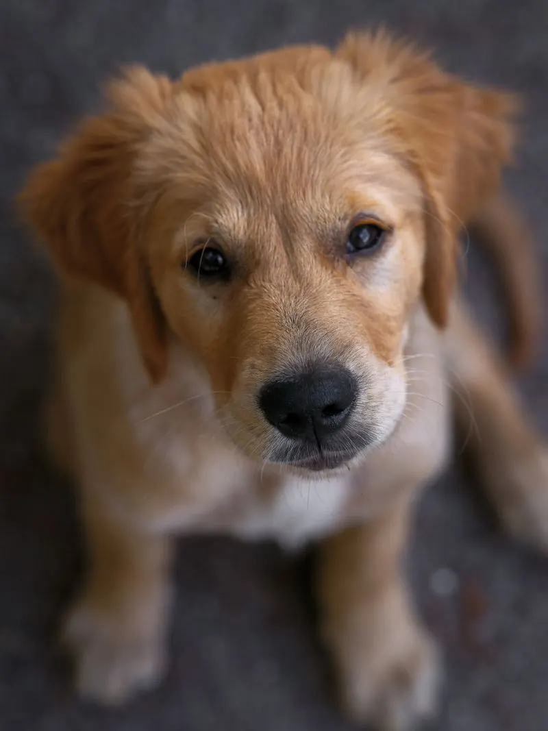 Golden Retriever puppy looking up at the camera