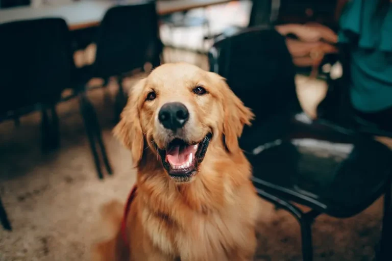 Golden Retriever smiling at the camera indoors