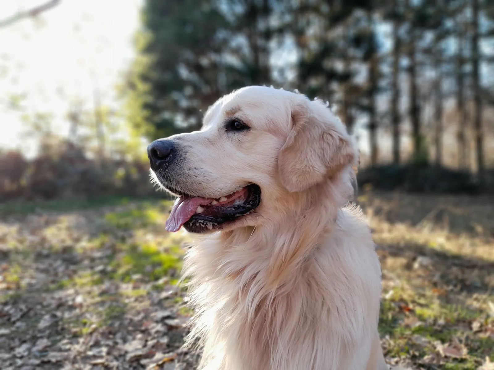 Cream Golden Retriever standing outdoors in autumn light