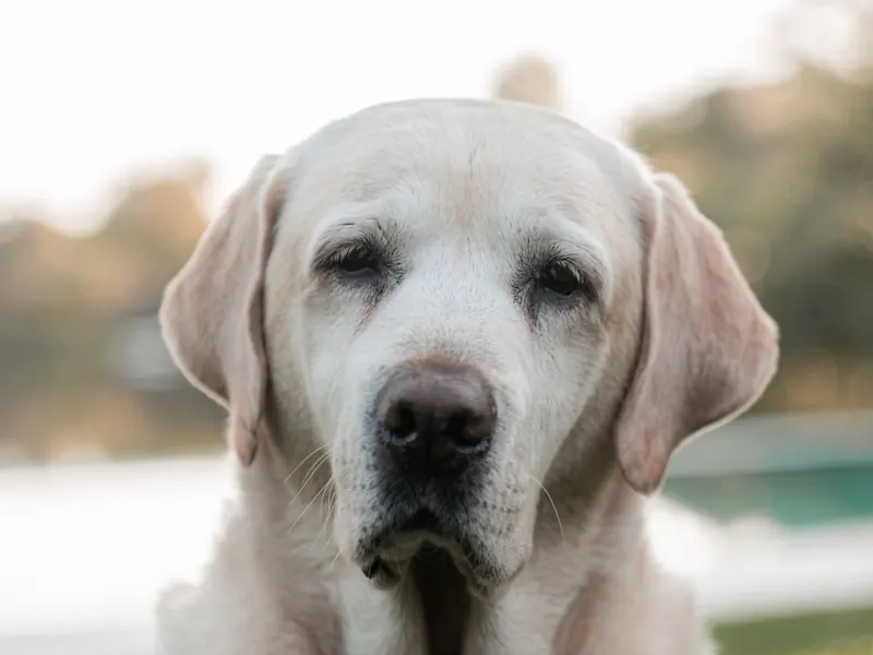 Labrador Retriever