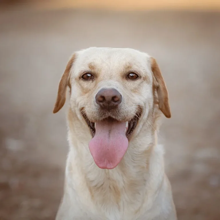 Smiling Labrador Retriever portrait looking at the camera