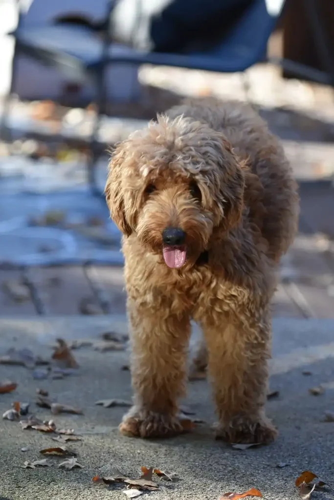 Chocolate brown Mini Goldendoodle standing outdoors