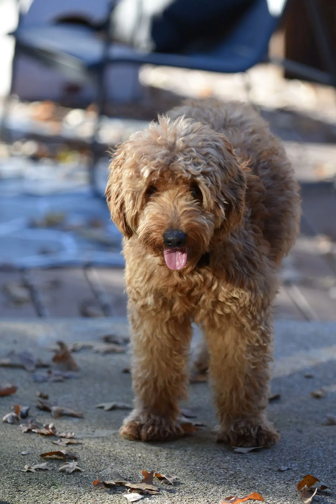 Chocolate brown Mini Goldendoodle standing outdoors