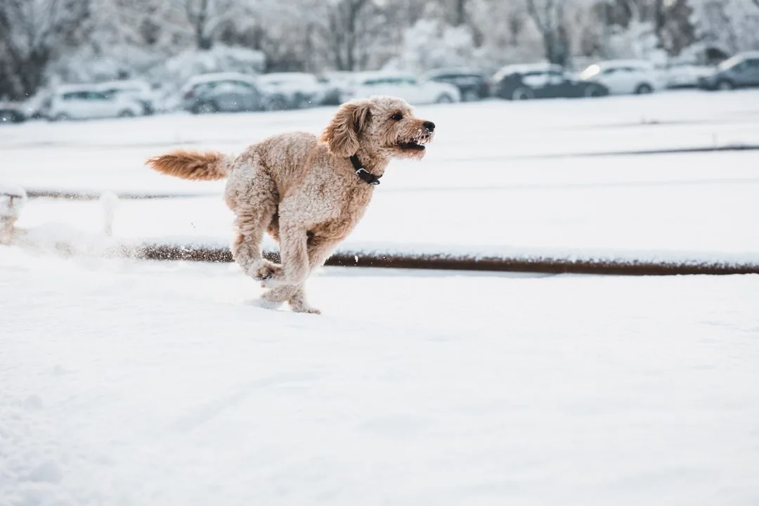 Mini Goldendoodle running through snow during daily exercise