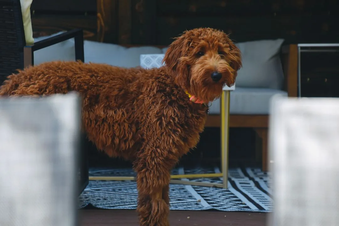 Full grown red Mini Goldendoodle standing at adult size