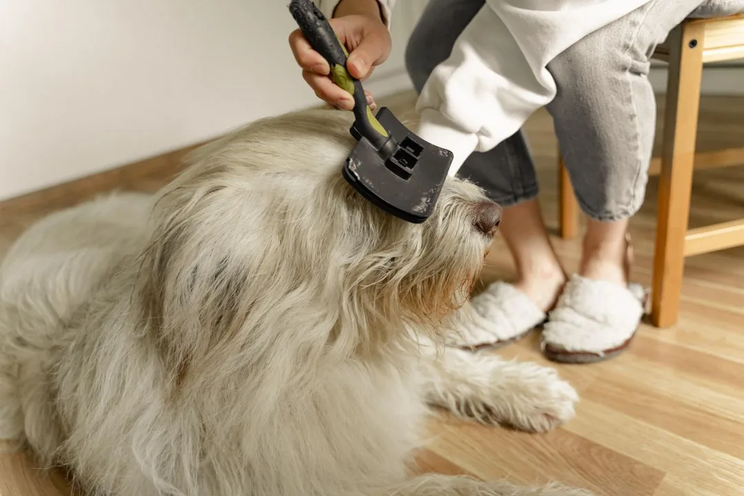 Owner brushing a long-coated doodle at home with a slicker brush