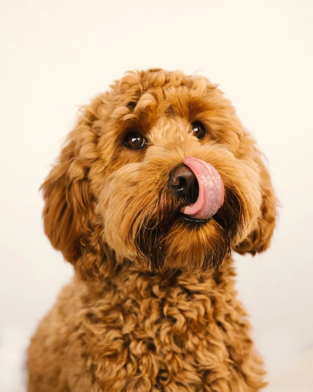 Apricot Mini Goldendoodle with a wavy coat looking at the camera