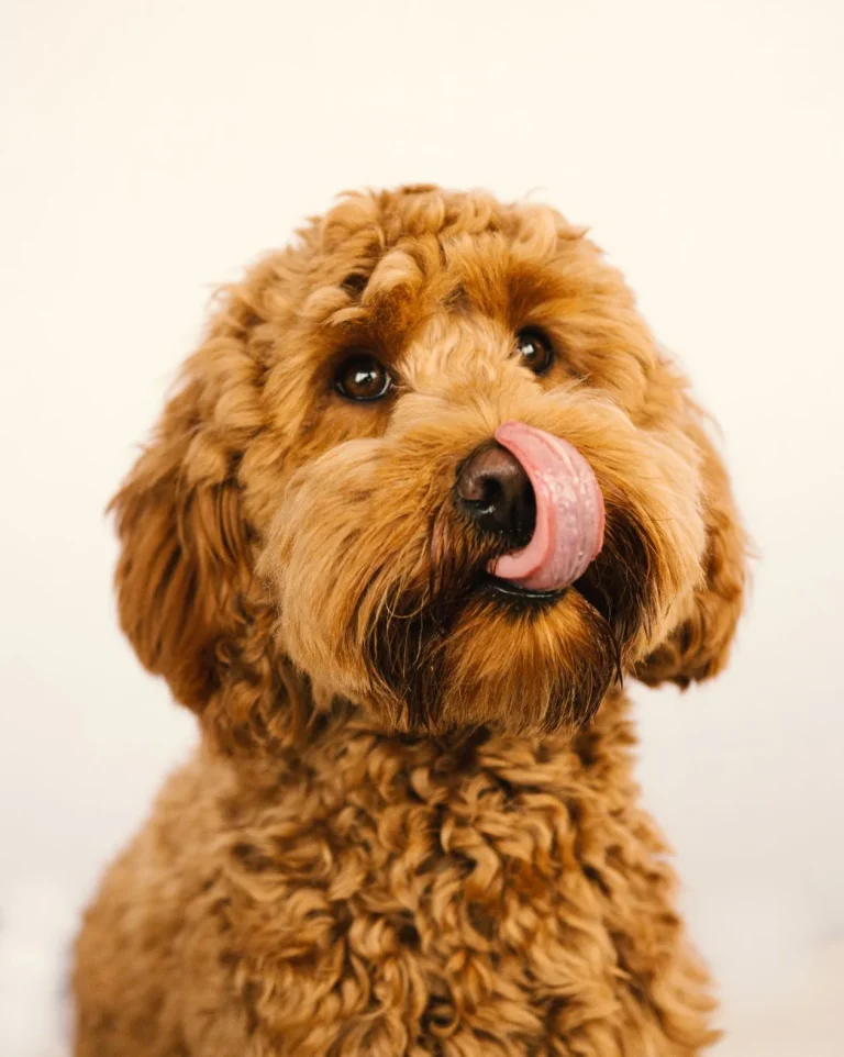 Mini Goldendoodle: Complete Breed Guide (Size, Price, Lifespan, Temperament & Care)