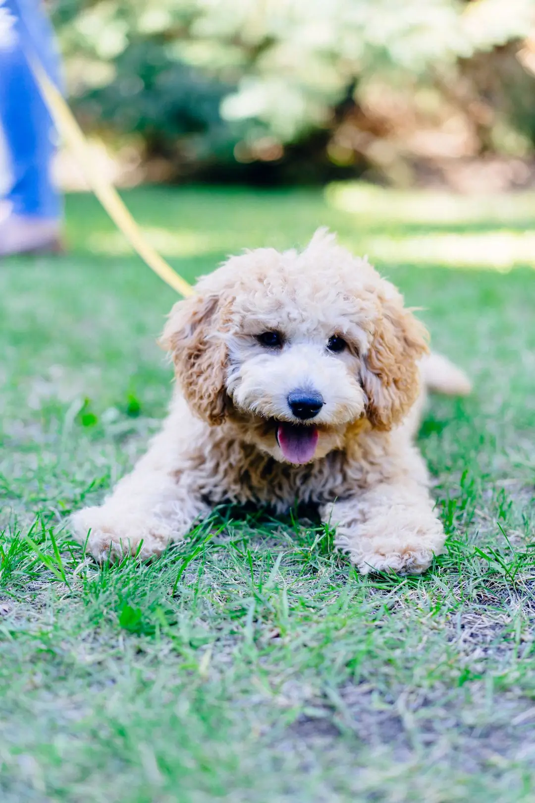 Mini Goldendoodle puppy with a cream and apricot wavy coat lying on grass