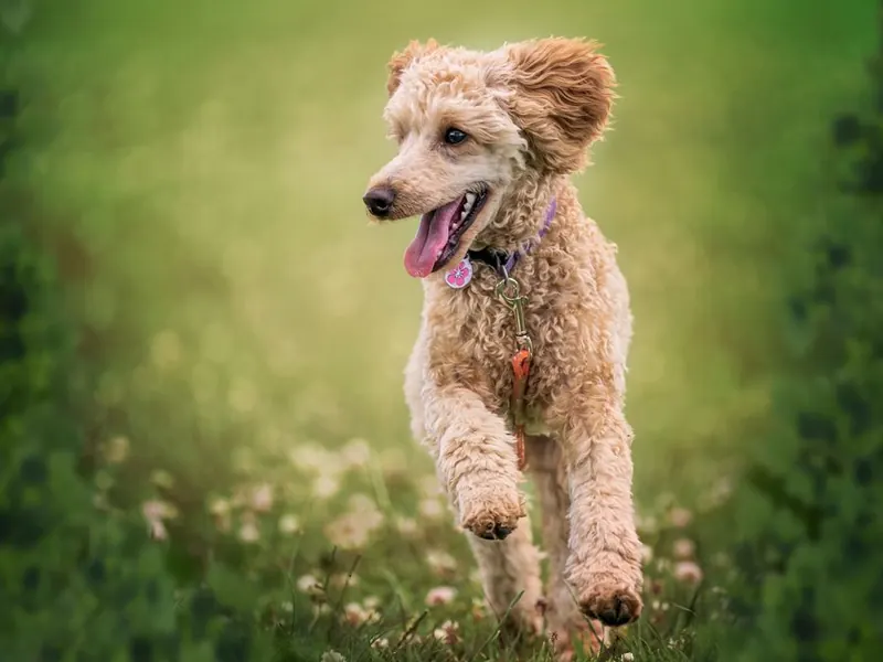 Poodle