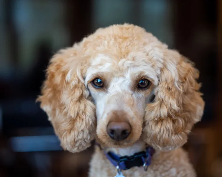 Poodle close-up looking at the camera